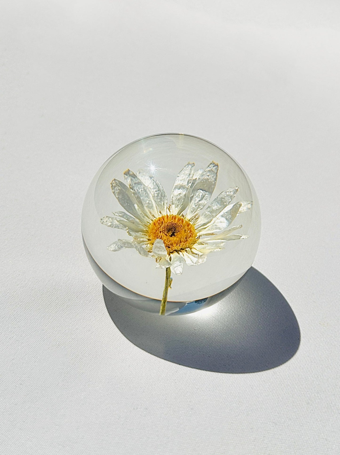 Field Daisy Crystal