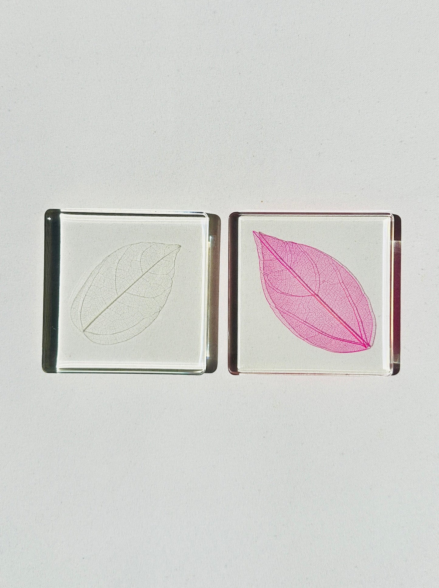 Magnolia Leaf Coasters