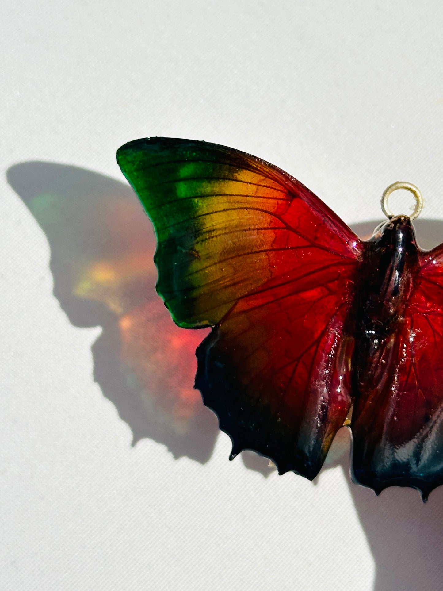 Rainbow Mariposa